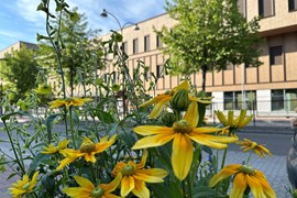 Högskolan Dalarnas campus i Borlänge