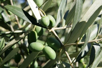 Olives