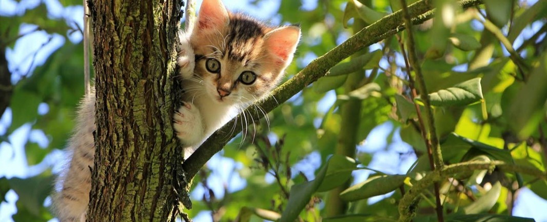 En katt som sitter i ett träd. 