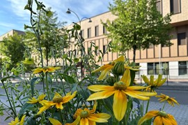 Campus Borlänge från utsidan. En blomma i förgrunden.