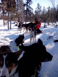 Student in red parka on a sleigh being pulled by dogs