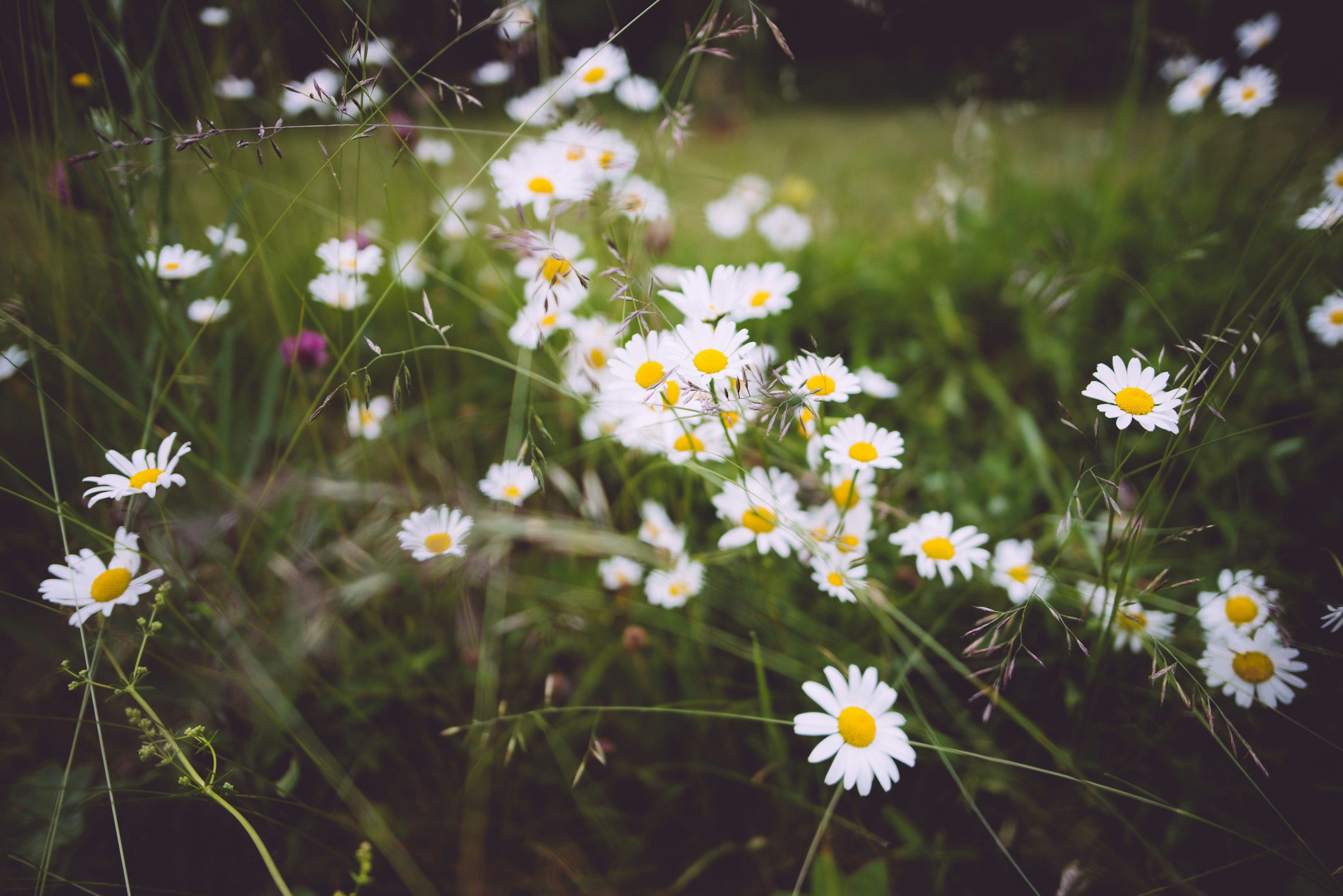 Opening Hours and Services During the Summer - Dalarna University